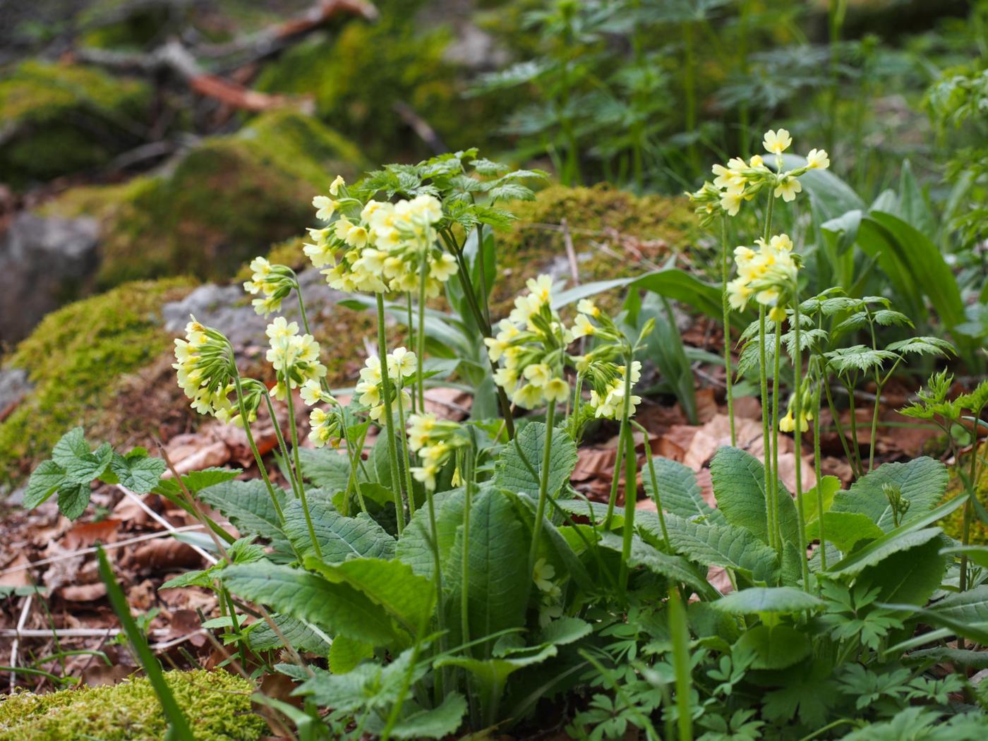 Oxlip plant